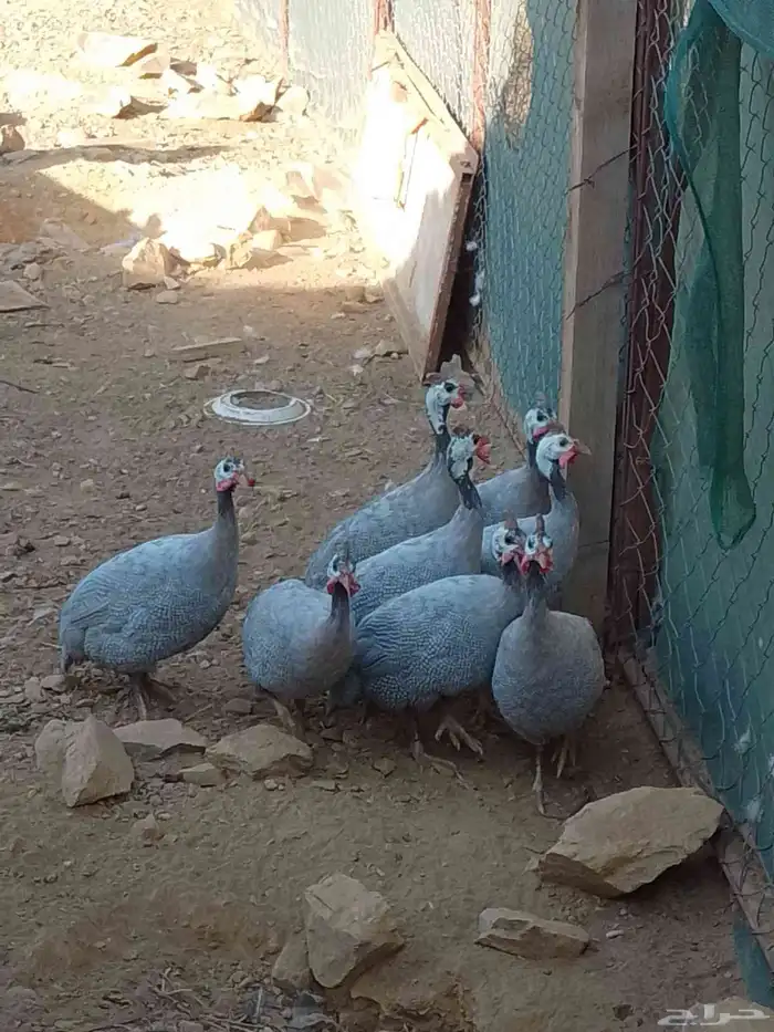 دجاج حبشي للبيع. 0