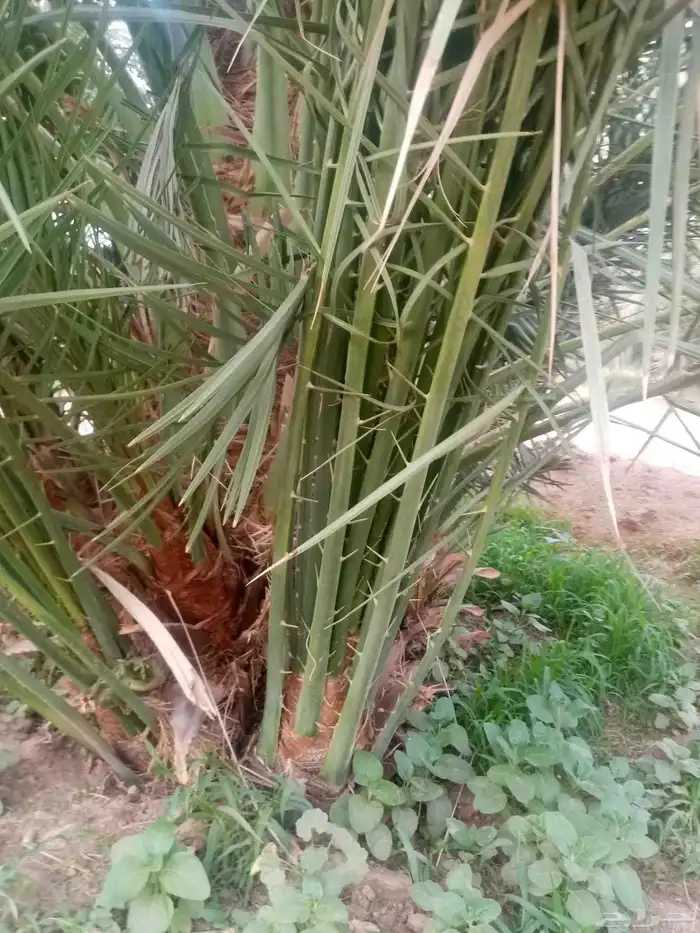 فسايل نخيل جثايث نقايل 4