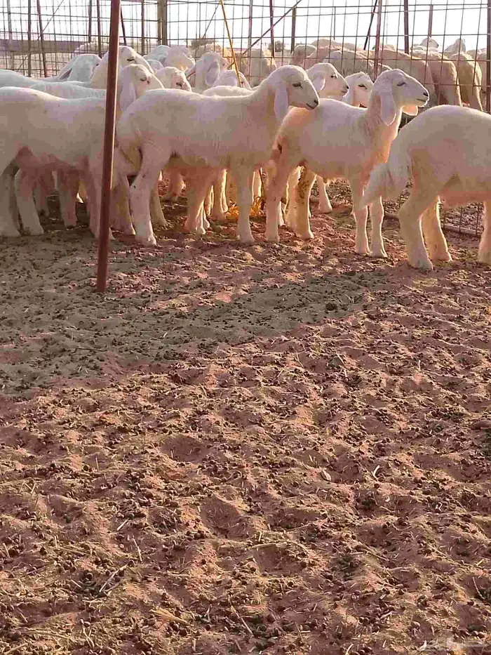 طليان تربيه للبيع 5