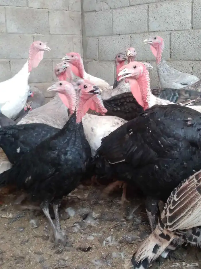 دجاج رومى للذبح والتربيه 0