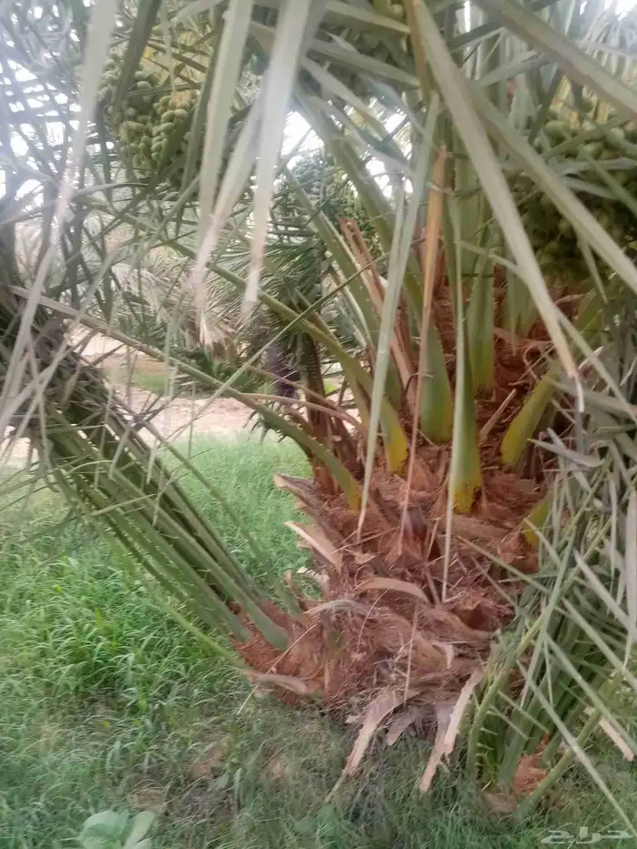 فسايل نخيل جثايث نقايل 6