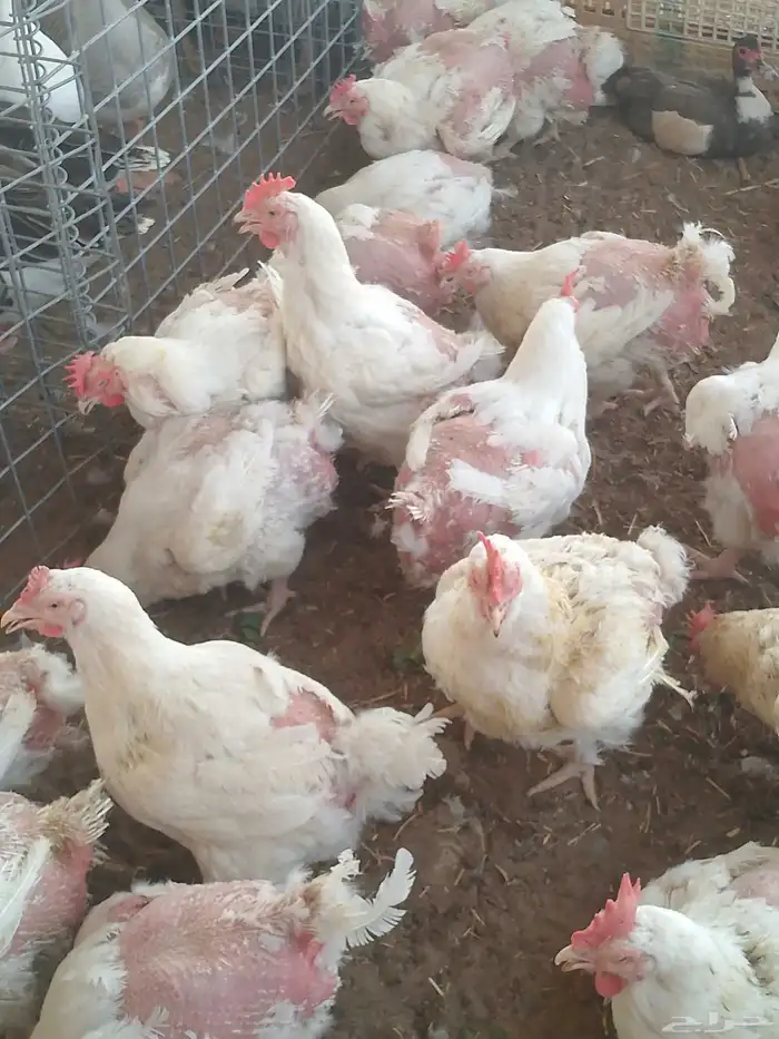 دجاج امهات وزن وريش وصحه 0