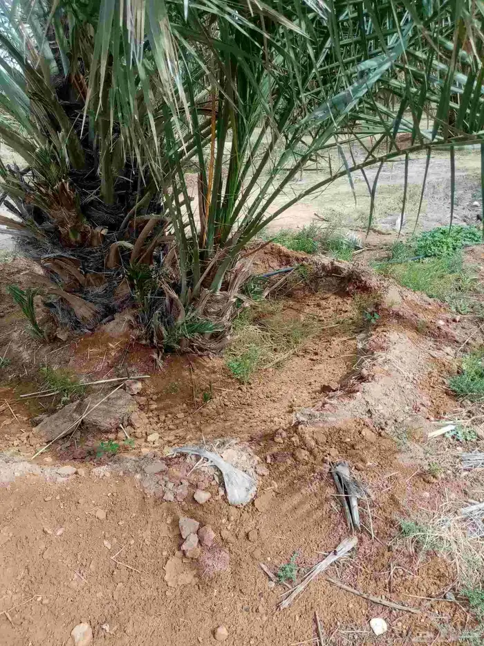 فسايل نخيل جثايث نقايل 1