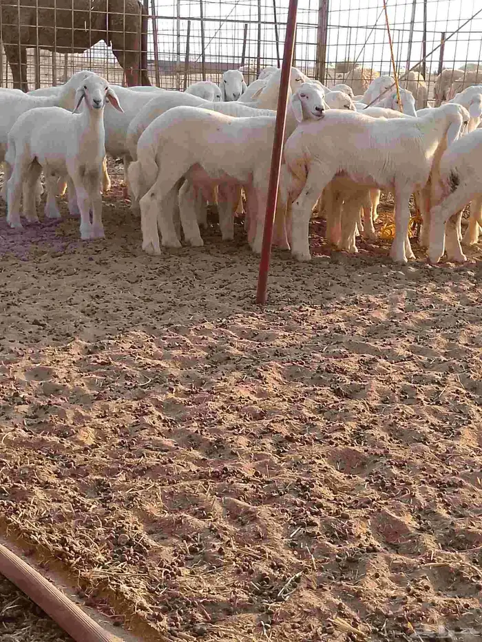 طليان تربيه للبيع 1