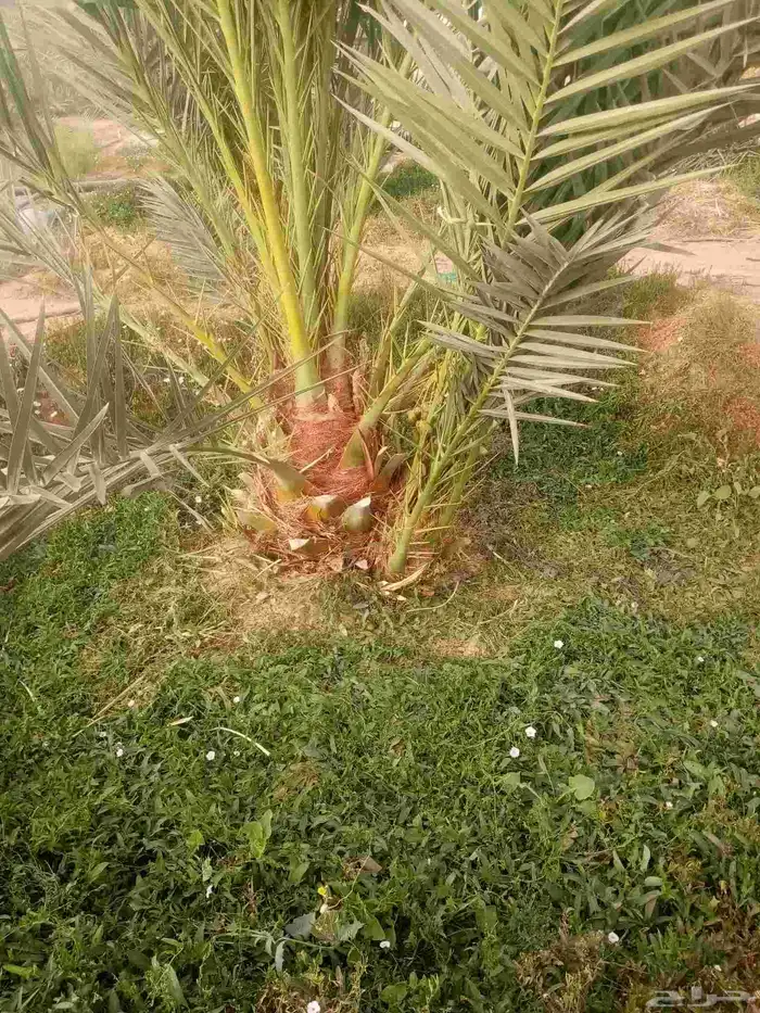 فسايل نخيل جثايث نقايل 3