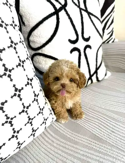 مالتيبو انثى مستوى جميل جدا وراقي index