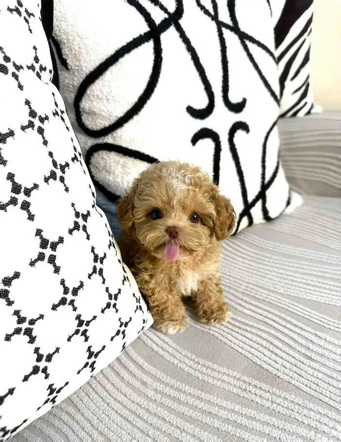 مالتيبو انثى مستوى جميل جدا وراقي 0