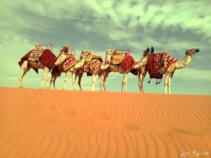 اجار خيل جمال وسيسي للتواصل 6