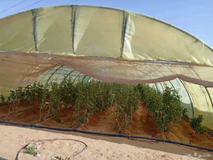 بيوت محميه 5