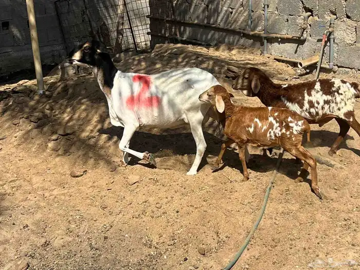 رغوث بربرية 0