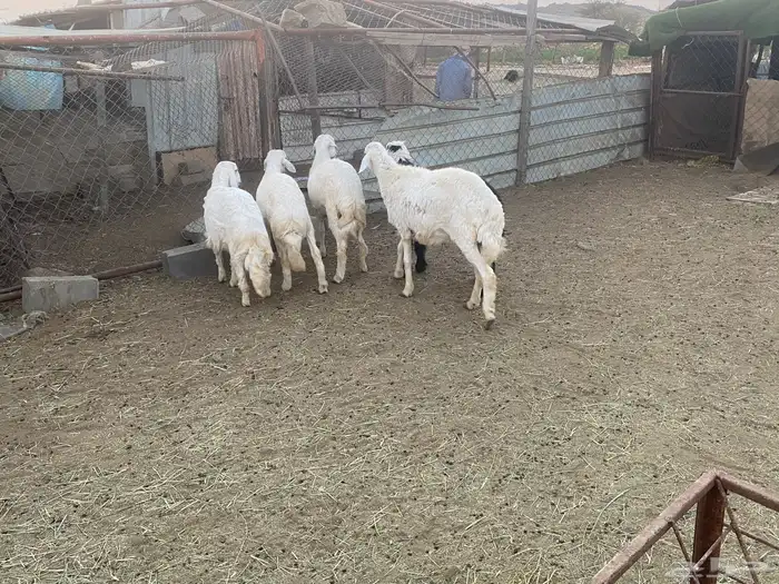 خرفان للبيع 1