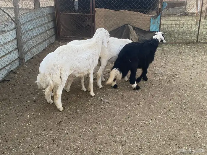 خرفان للبيع 3