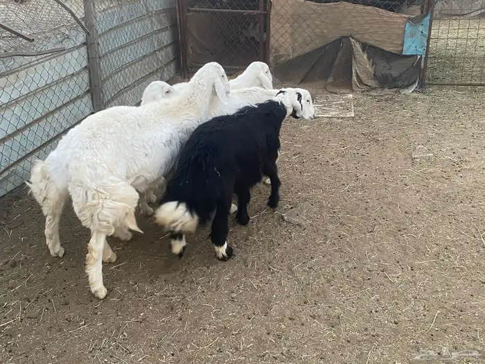 خرفان للبيع 0