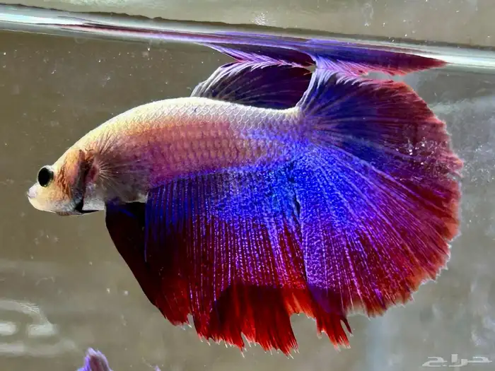 للبيع اسماك فايتر هاف مون عرض خاص السمك 15 8