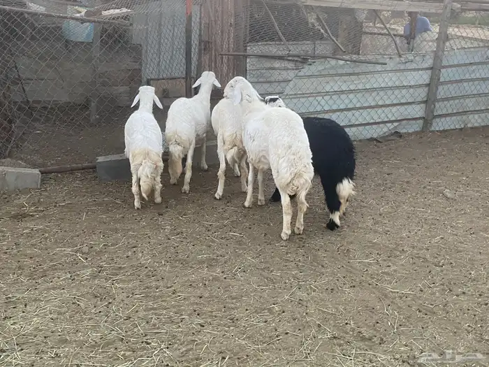 خرفان للبيع 2