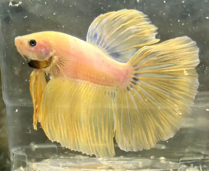 للبيع اسماك فايتر هاف مون عرض خاص السمك 15 9