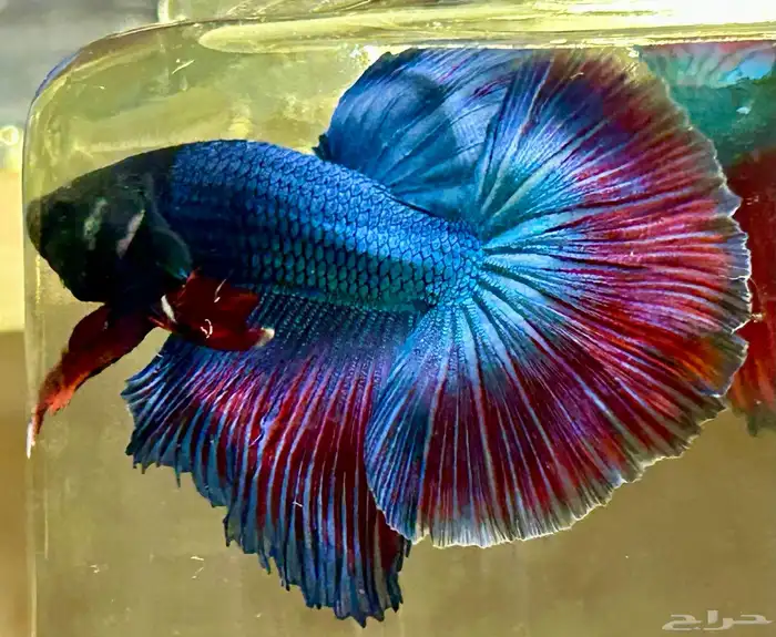 للبيع اسماك فايتر هاف مون عرض خاص السمك 15 2