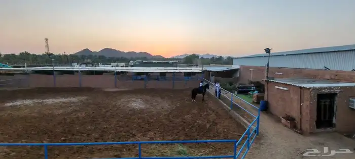 إيواء غرف خيل 1