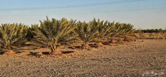 نخل للبيع خلاص صقعي برحي سكري شيشي واشنطني وفسايل وفروخ 8