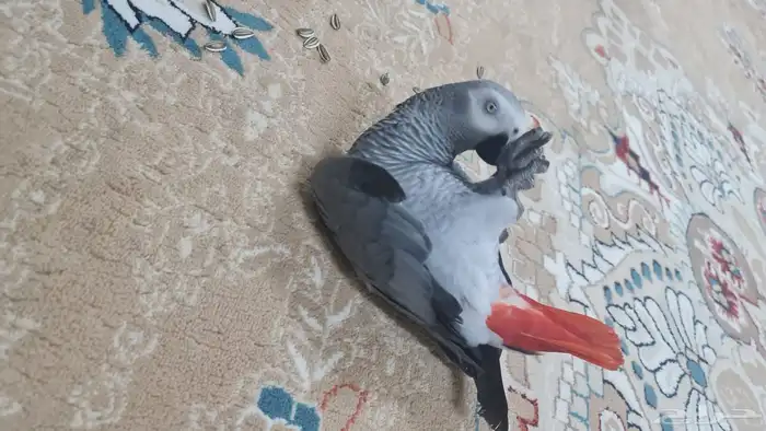 كاسكو اليف ومتكلام 2