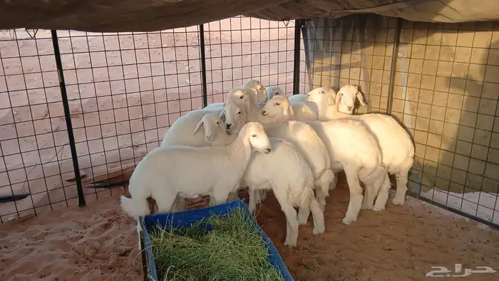 طليان حريه للبيع 2