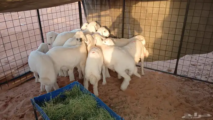 طليان حريه للبيع 0