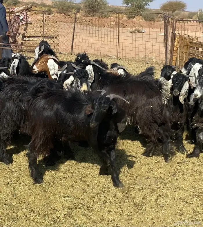 تيوس طيبات 4