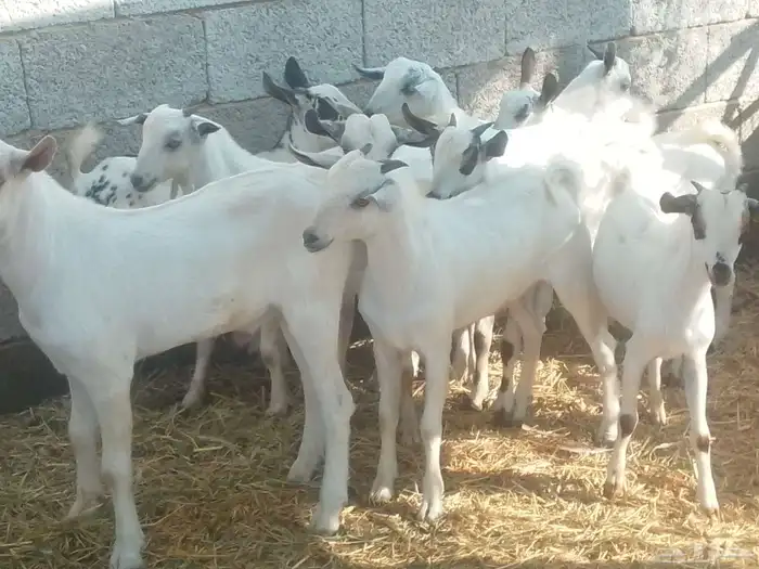 تيوسه سمان 2