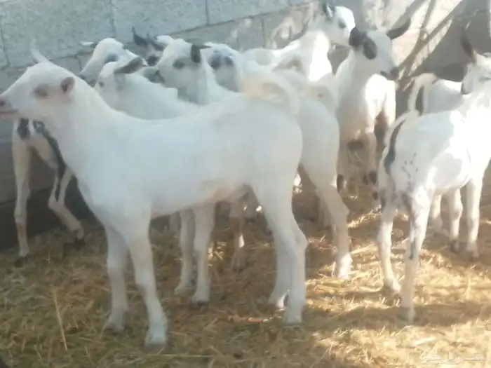 تيوسه سمان 4