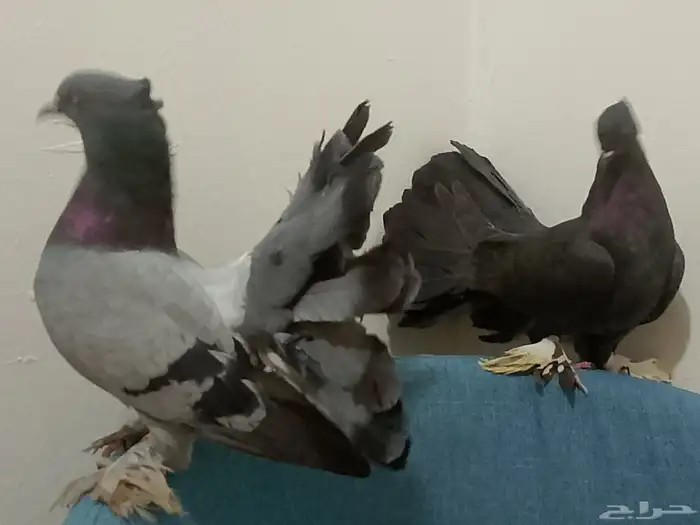 حمام رقاص وفرنسي أزواج وتفريد منتجين ومعهم بيض حاليا 0