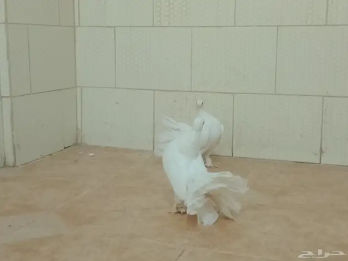 حمام رقاص وفرنسي أزواج وتفريد منتجين ومعهم بيض حاليا 2