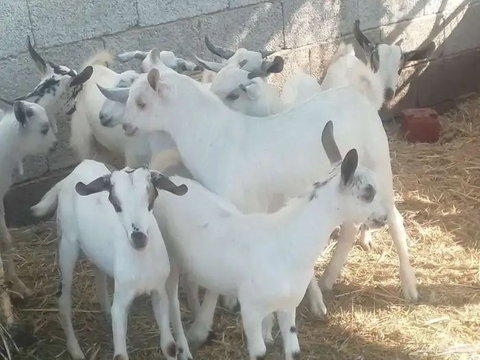 تيوسه سمان 3