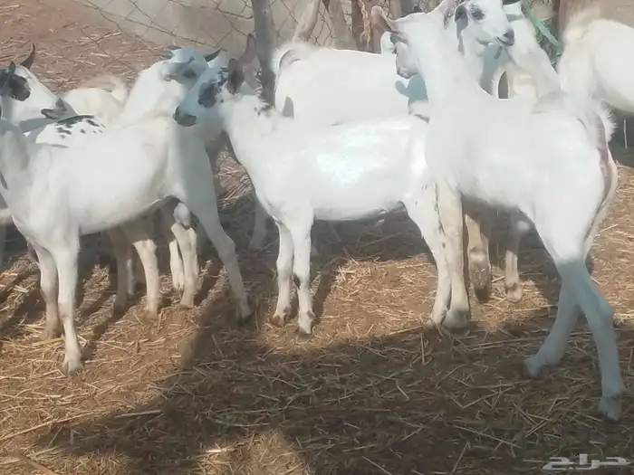 تيوسه سمان 5