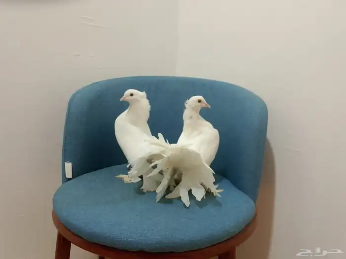 حمام رقاص وفرنسي أزواج وتفريد منتجين ومعهم بيض حاليا 5