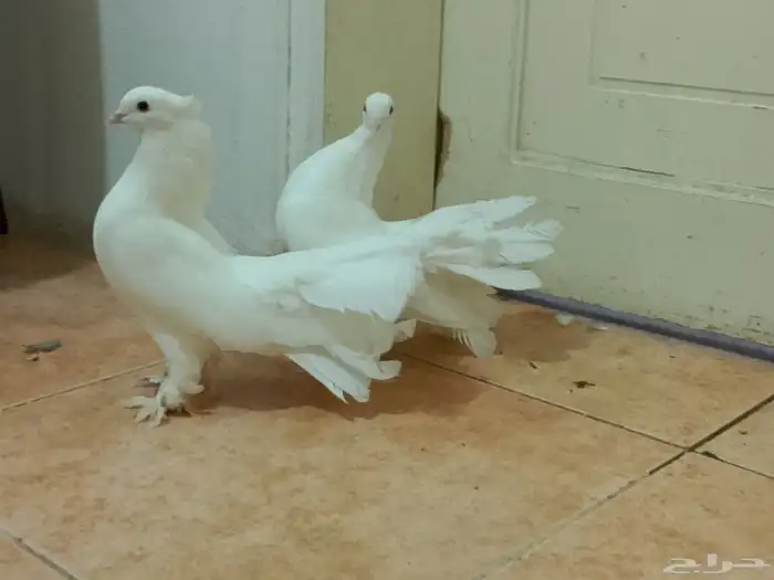 حمام رقاص وفرنسي أزواج وتفريد منتجين ومعهم بيض حاليا 6