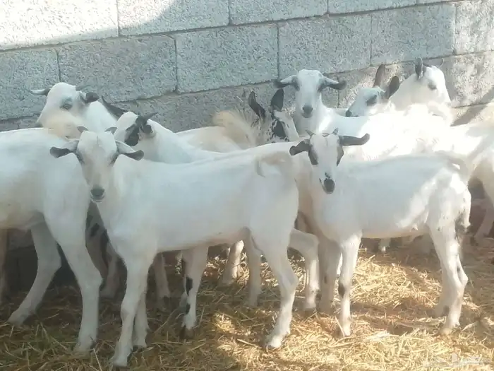 تيوسه سمان 1