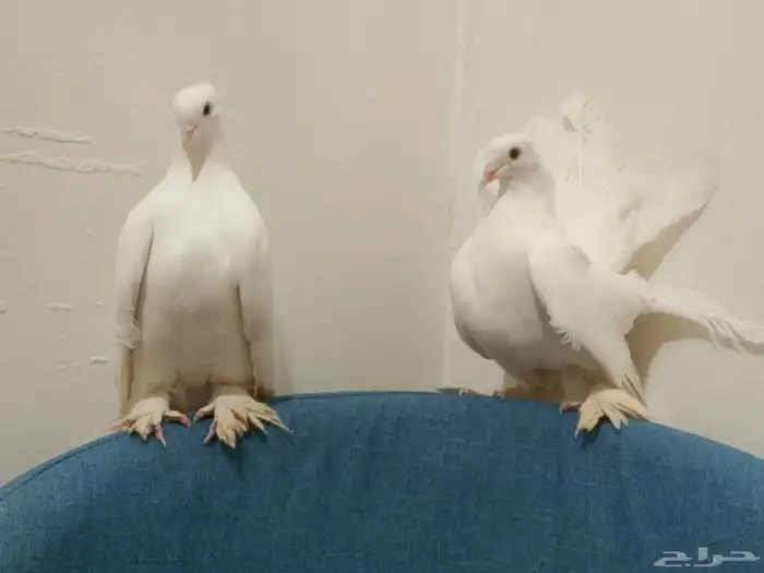 حمام رقاص وفرنسي أزواج وتفريد منتجين ومعهم بيض حاليا 1
