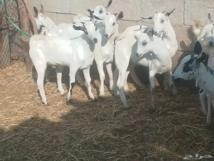 تيوسه سمان 6