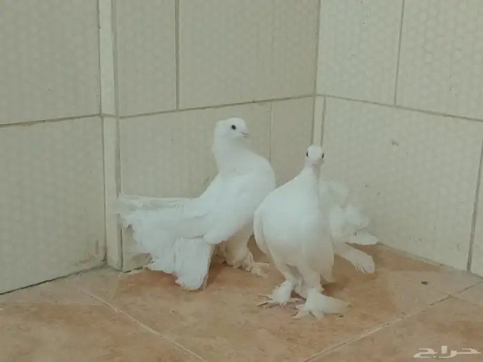 حمام رقاص وفرنسي أزواج وتفريد منتجين ومعهم بيض حاليا 4