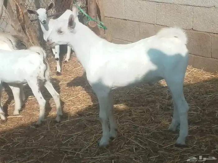 تيوسه سمان 0