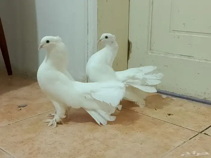 حمام رقاص وفرنسي أزواج وتفريد منتجين ومعهم بيض حاليا 3