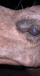 بياض عيون البل مضمون 2