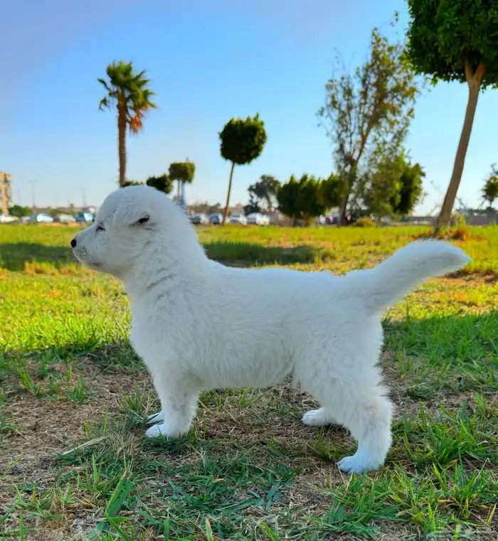 وايت جيرمن _ white German 7