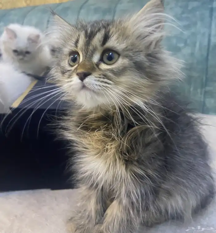 قطط كيتن للبيع 4