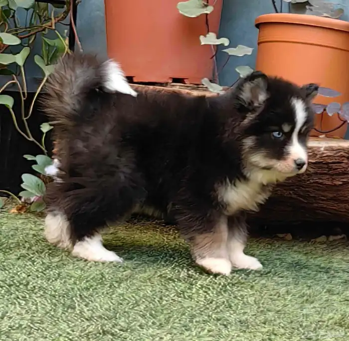 كلاب هاسكي جراوي 7