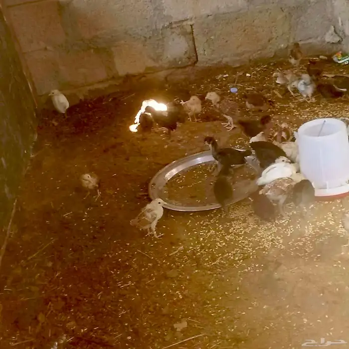 فروخ العمر شهر تقريبآ 1