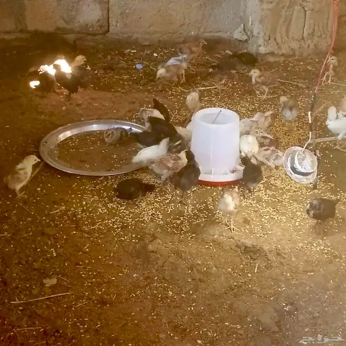 فروخ العمر شهر تقريبآ 5