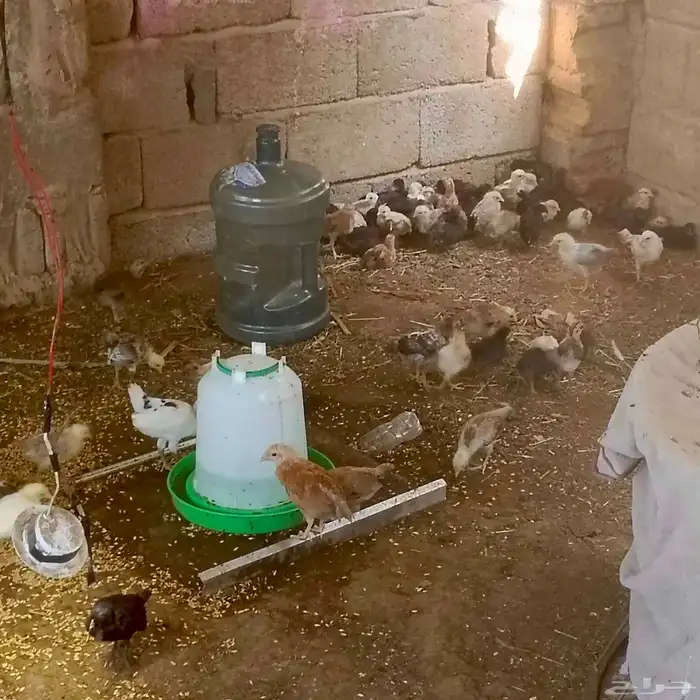 فروخ العمر شهر تقريبآ 4