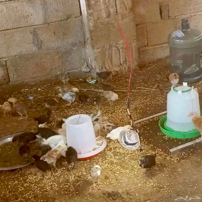 فروخ العمر شهر تقريبآ 0