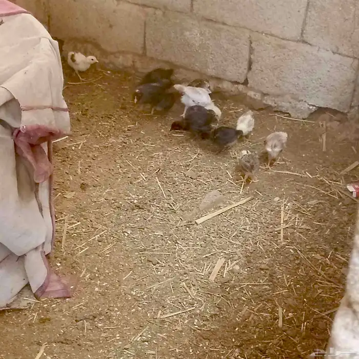 فروخ العمر شهر تقريبآ 3